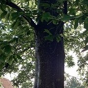 image 1B